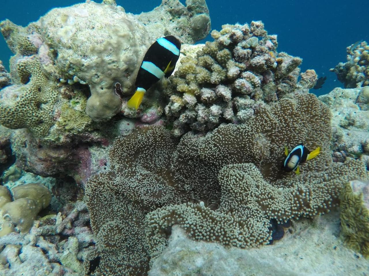 Moodhumaa Inn Guraidhoo  Esterno foto