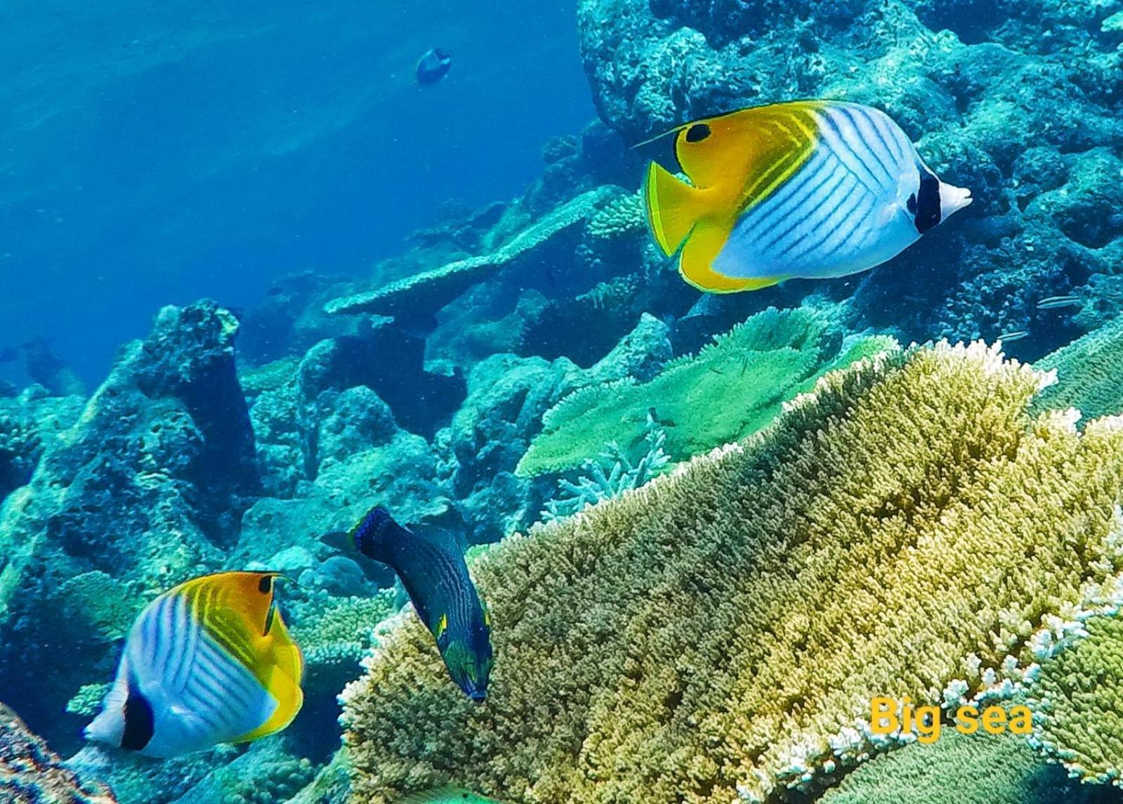 Moodhumaa Inn Guraidhoo  Esterno foto