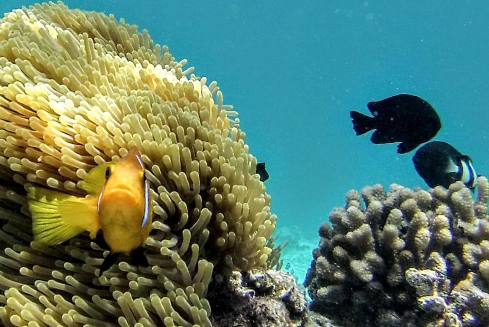 Moodhumaa Inn Guraidhoo  Esterno foto