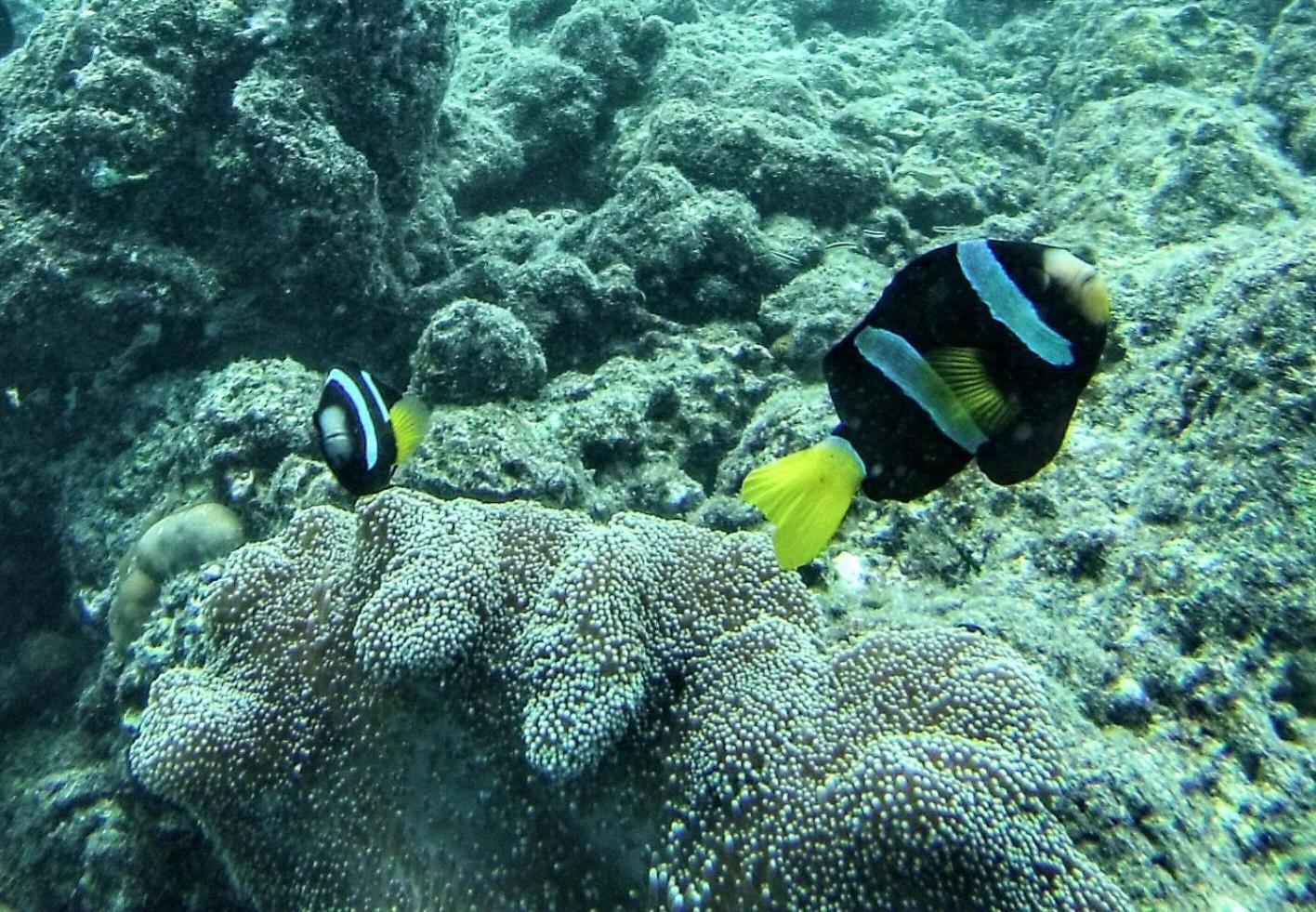 Moodhumaa Inn Guraidhoo  Esterno foto