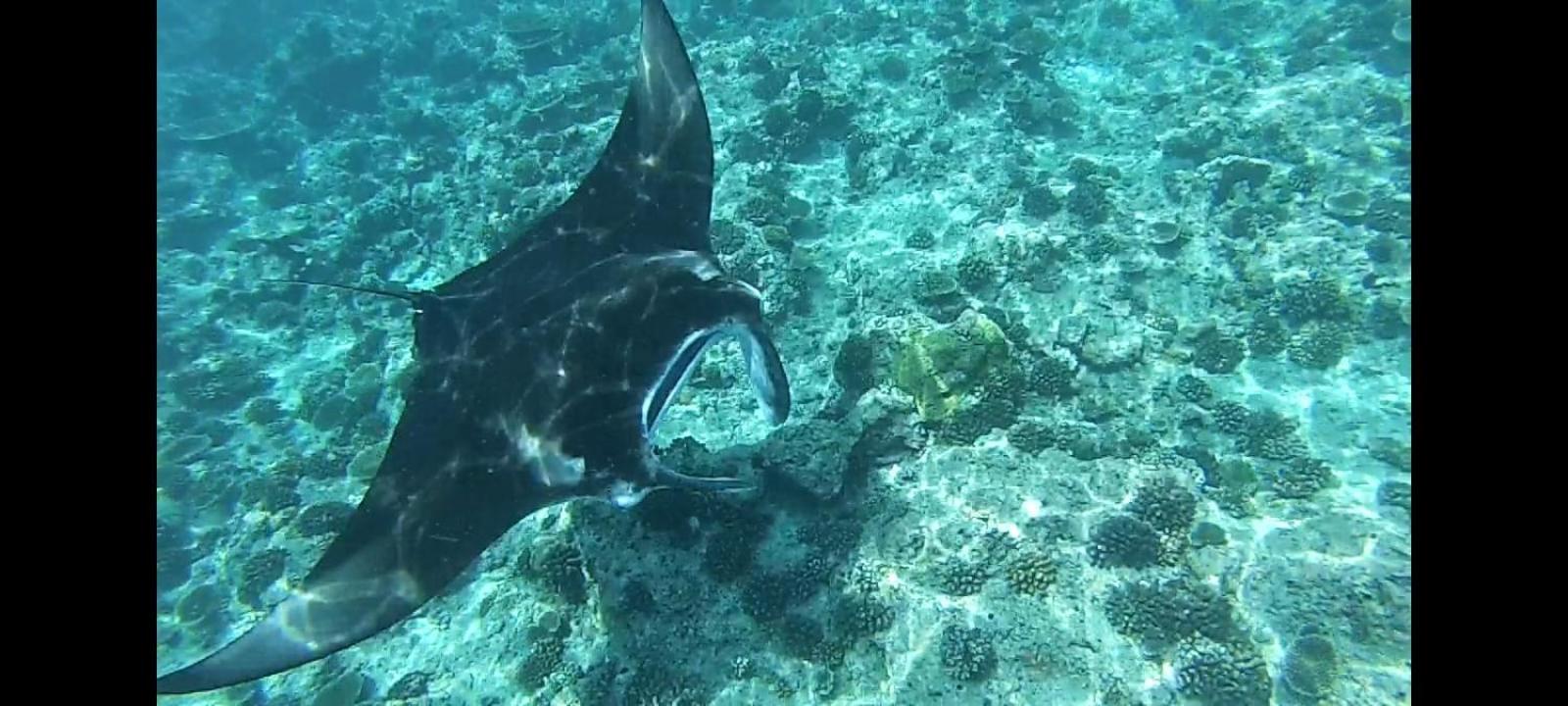 Moodhumaa Inn Guraidhoo  Esterno foto