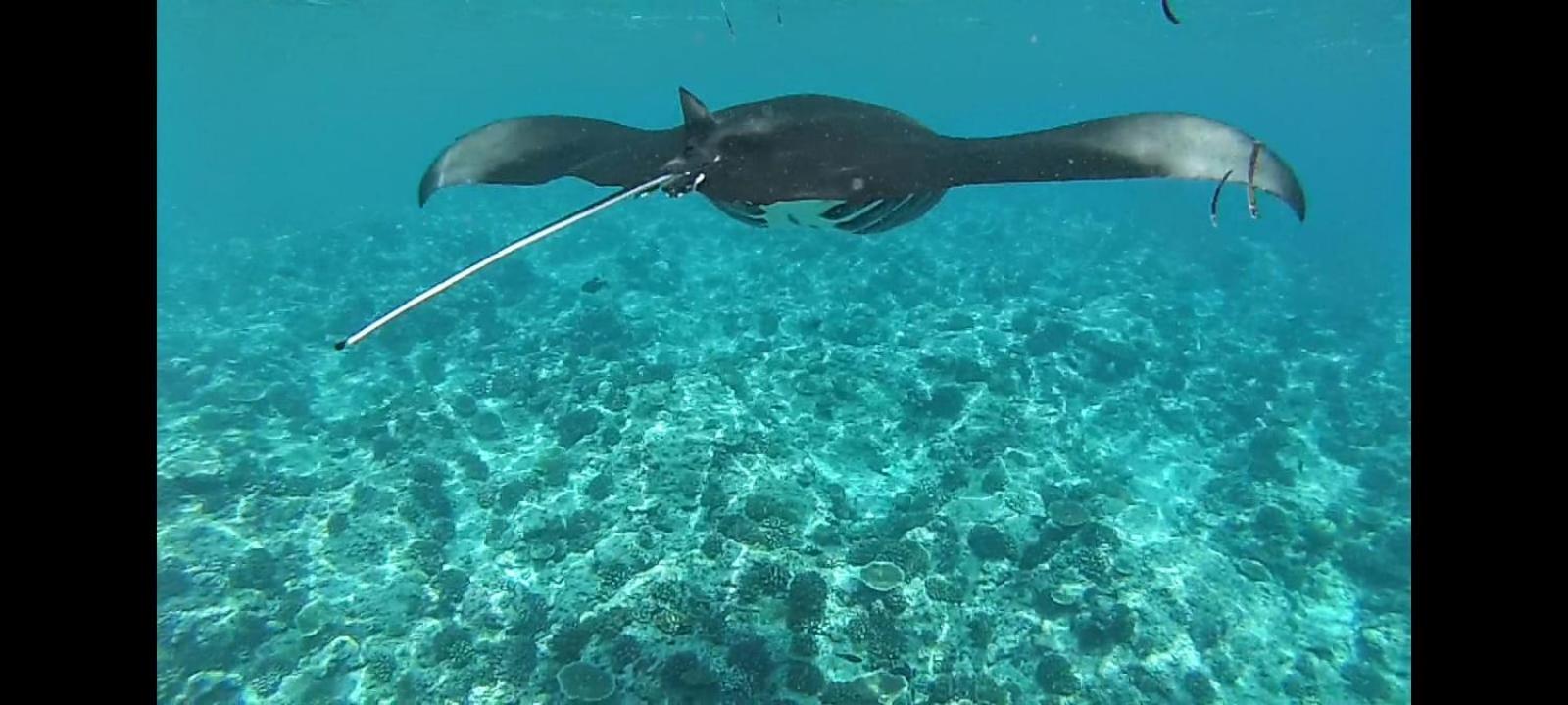Moodhumaa Inn Guraidhoo  Esterno foto