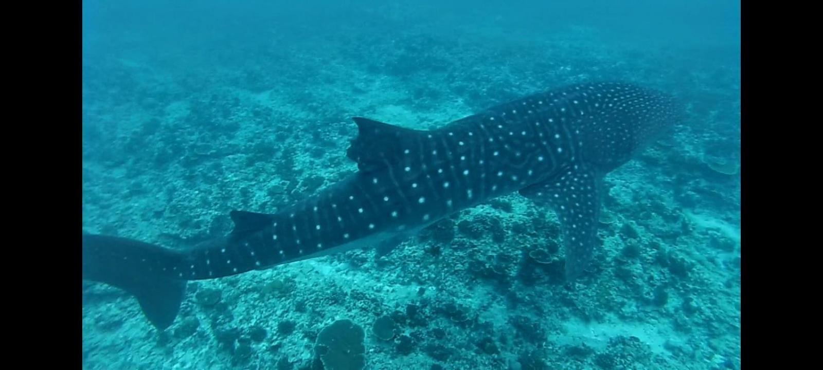 Moodhumaa Inn Guraidhoo  Esterno foto