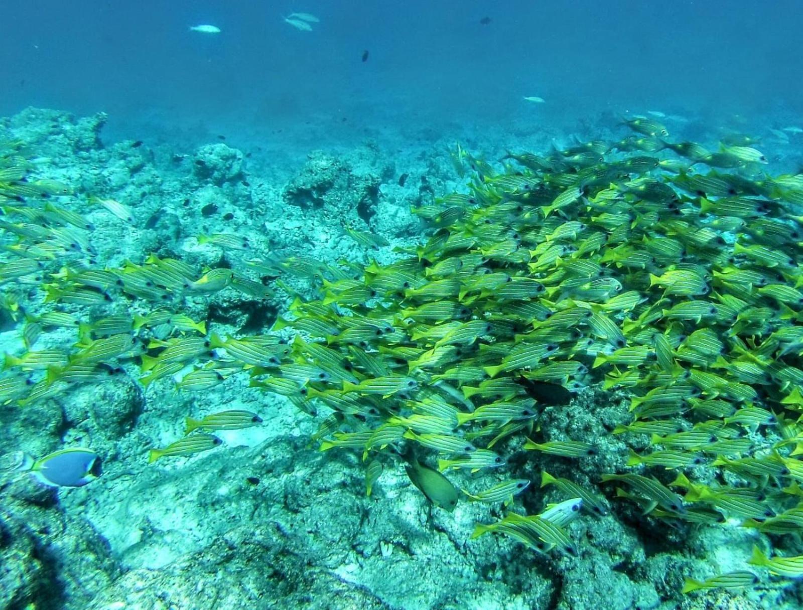 Moodhumaa Inn Guraidhoo  Esterno foto