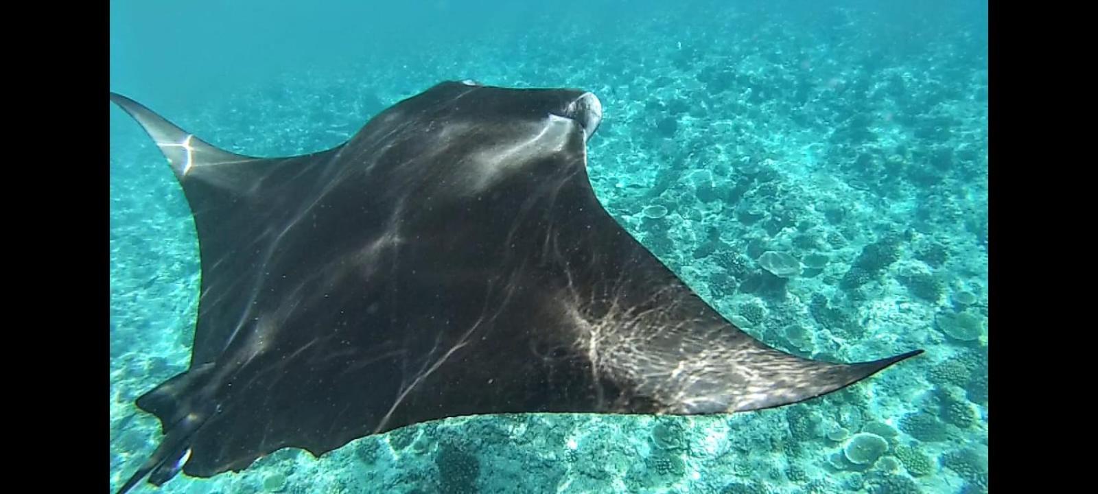 Moodhumaa Inn Guraidhoo  Esterno foto