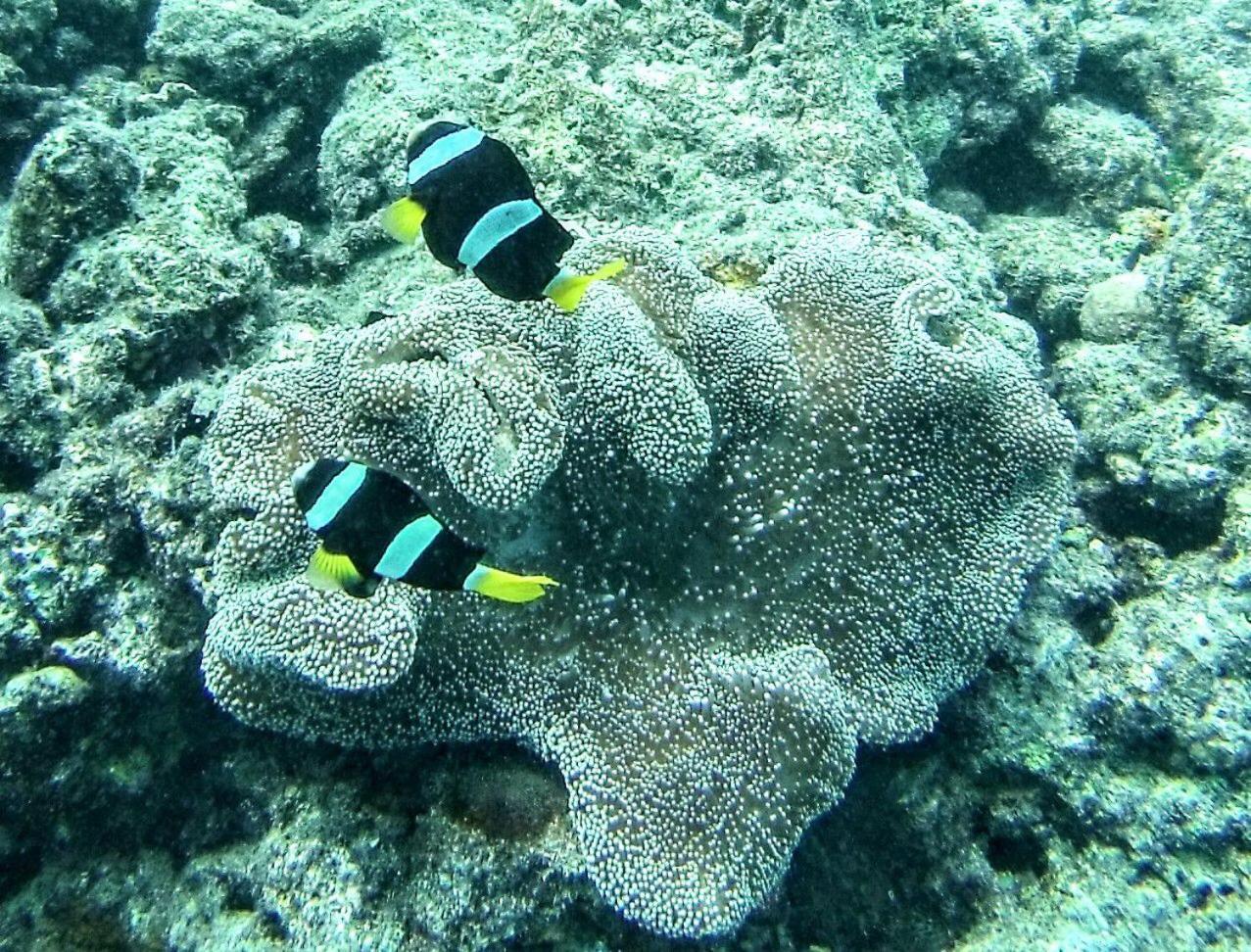 Moodhumaa Inn Guraidhoo  Esterno foto