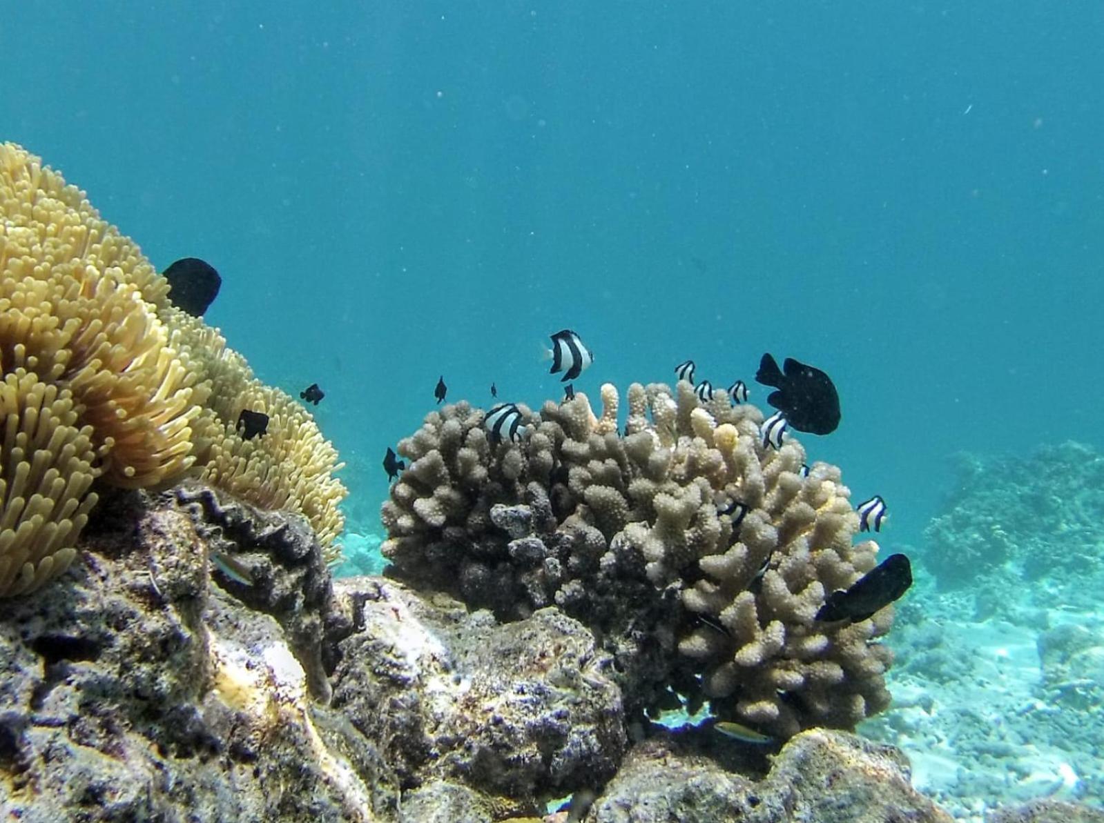 Moodhumaa Inn Guraidhoo  Esterno foto