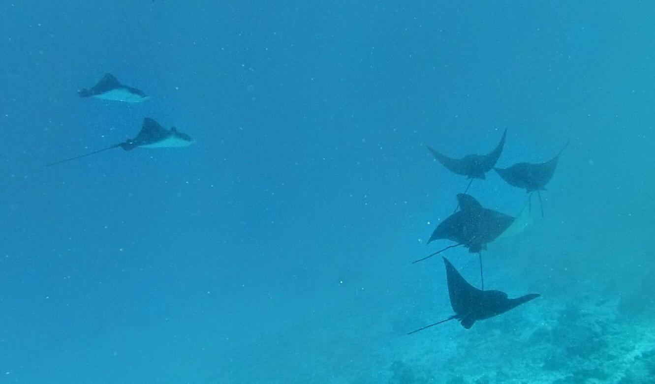 Moodhumaa Inn Guraidhoo  Esterno foto
