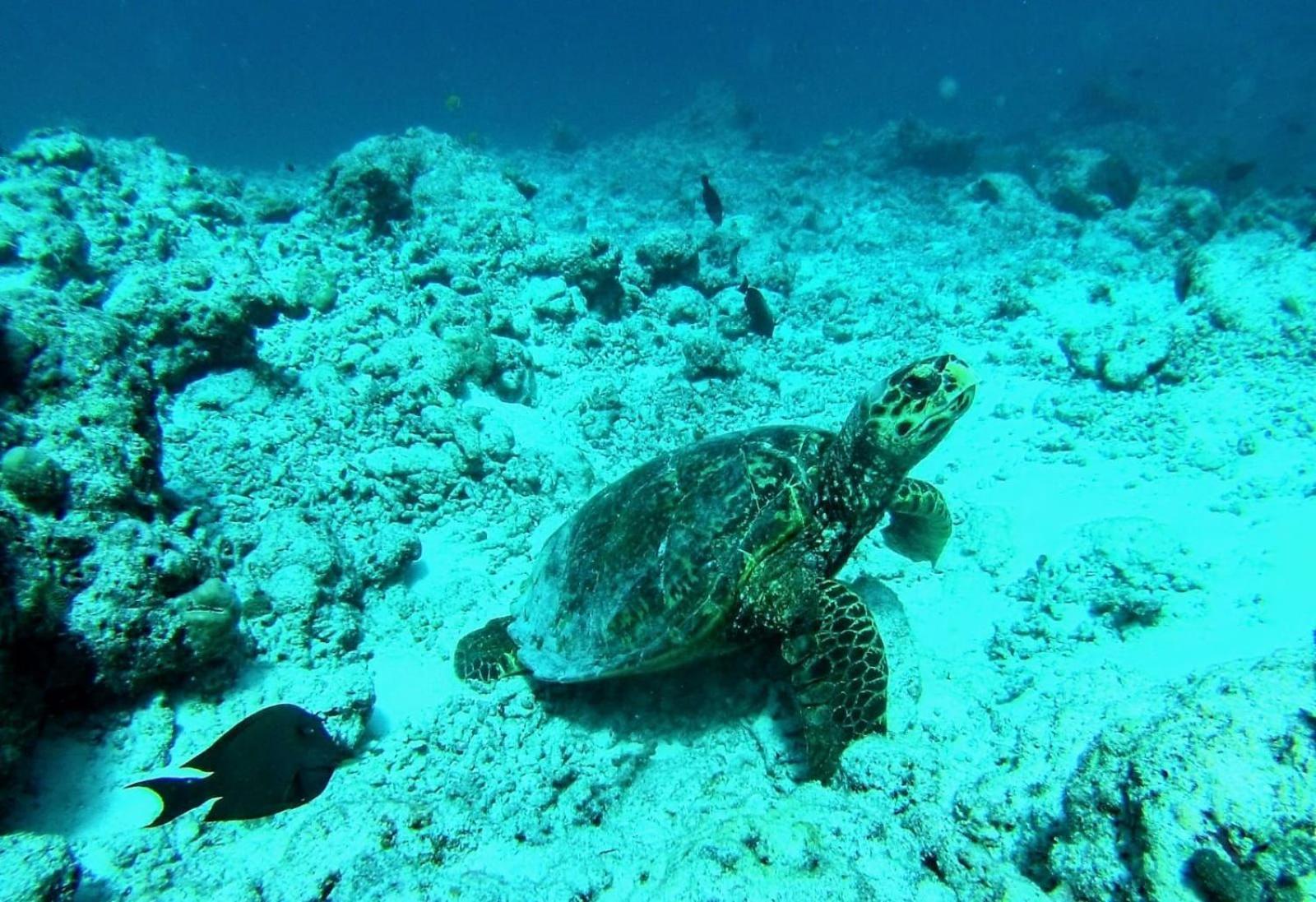 Moodhumaa Inn Guraidhoo  Esterno foto