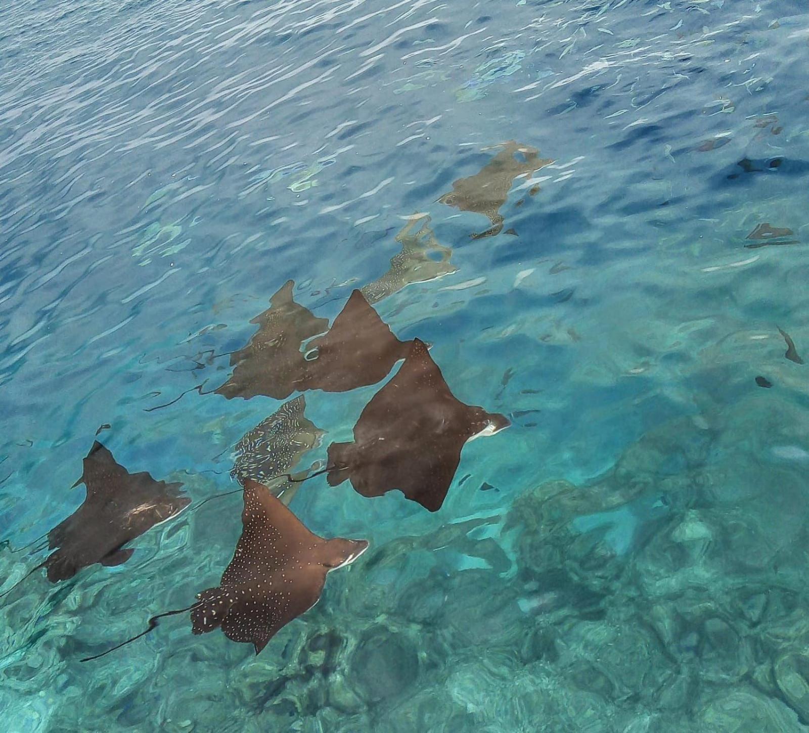 Moodhumaa Inn Guraidhoo  Esterno foto