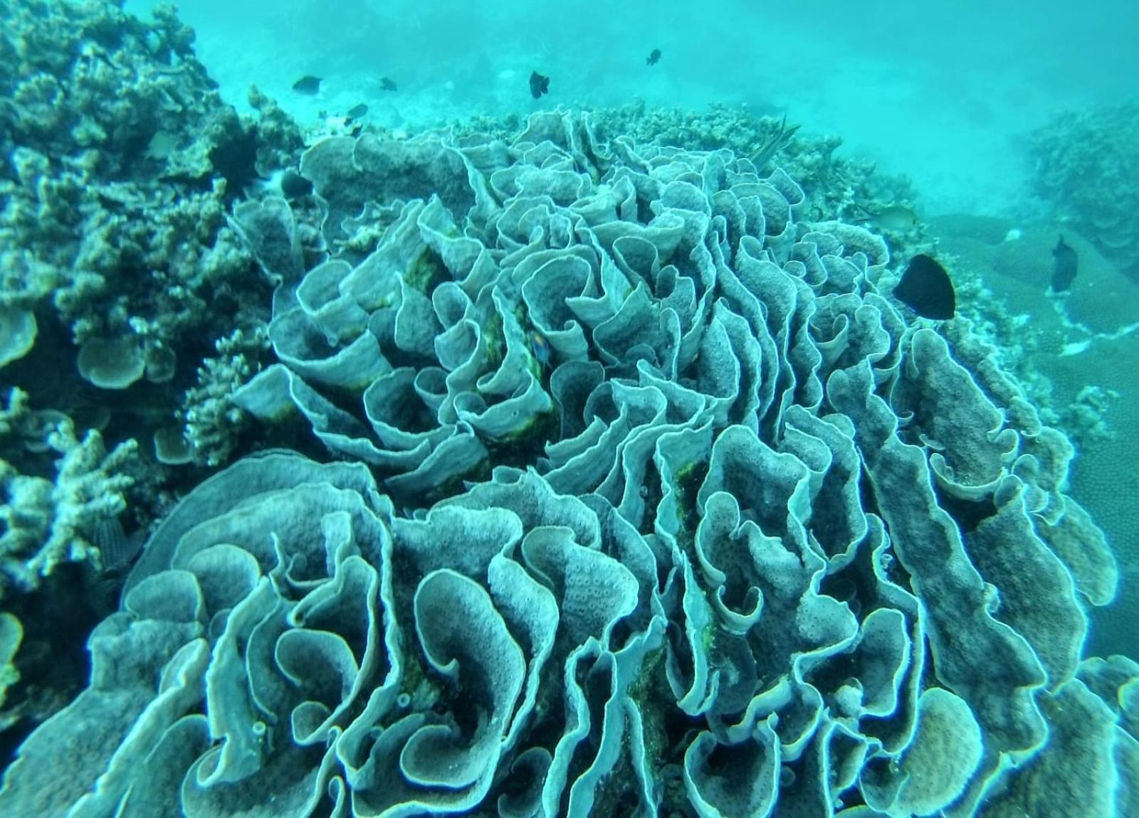 Moodhumaa Inn Guraidhoo  Esterno foto