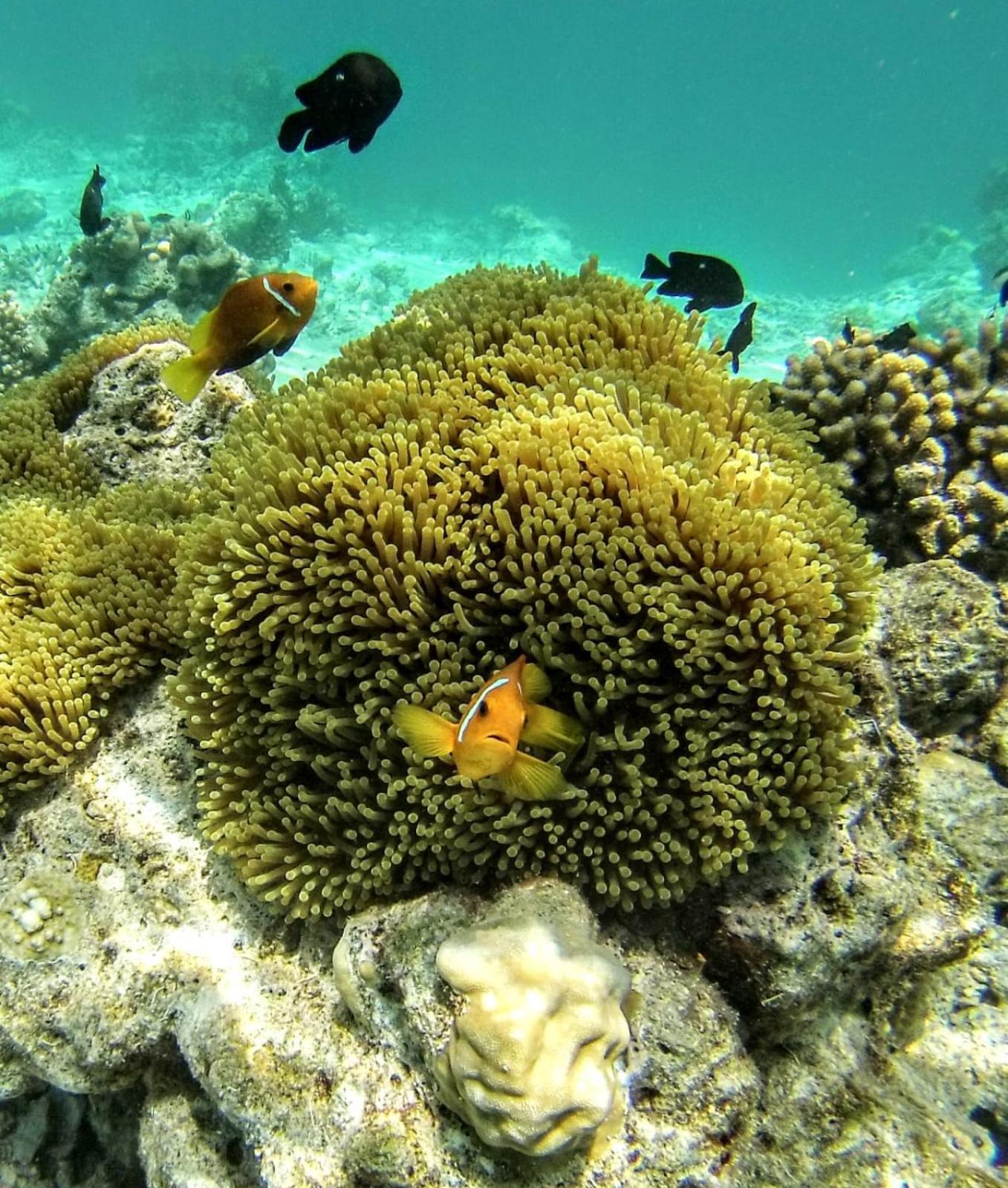 Moodhumaa Inn Guraidhoo  Esterno foto