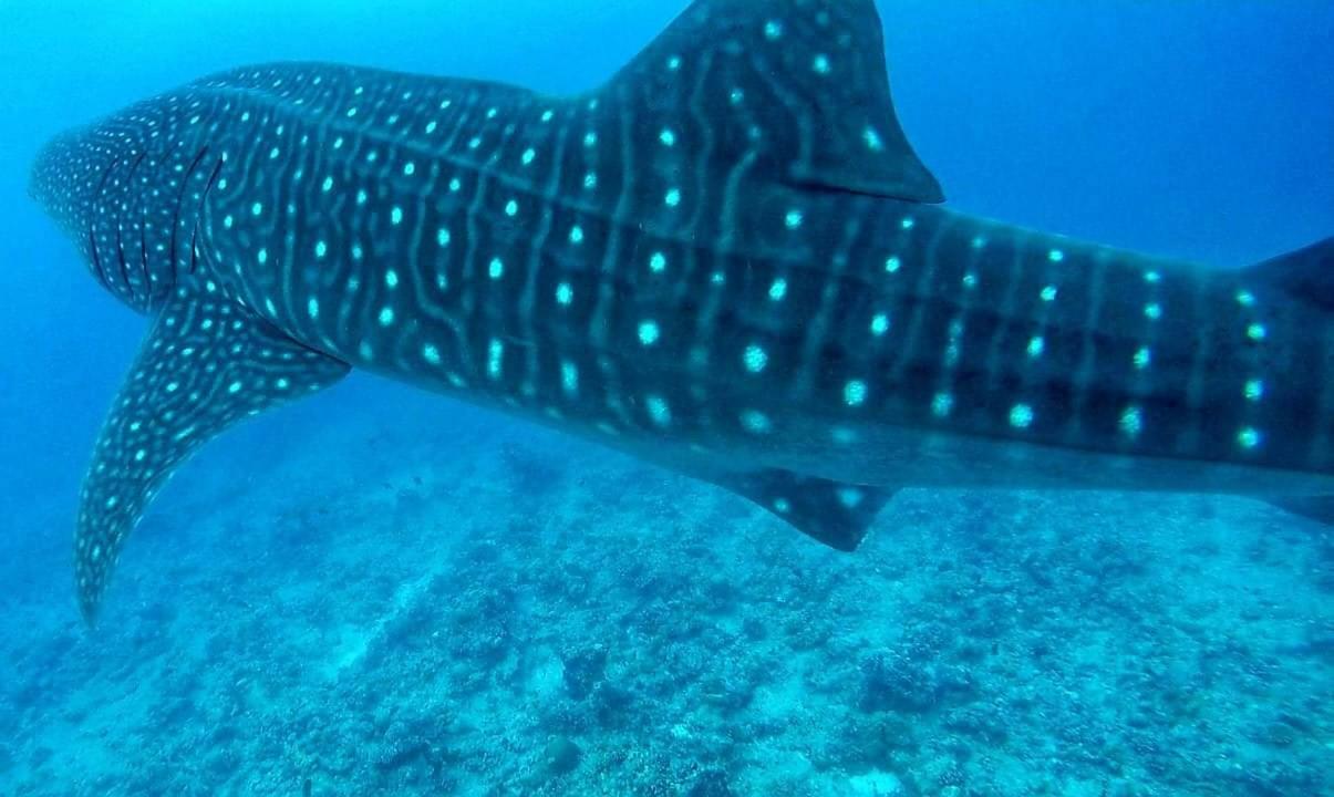 Moodhumaa Inn Guraidhoo  Esterno foto